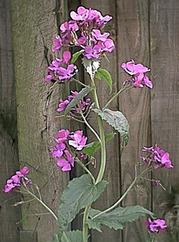 Purple Honesty (23 April)